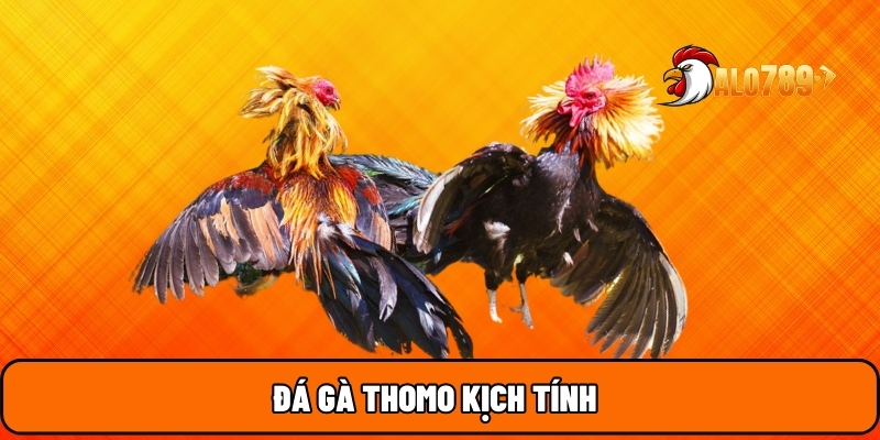 ALO789 18 Đá gà Thomo kịch tính