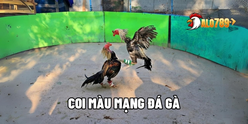 coi màu mạng đá gà