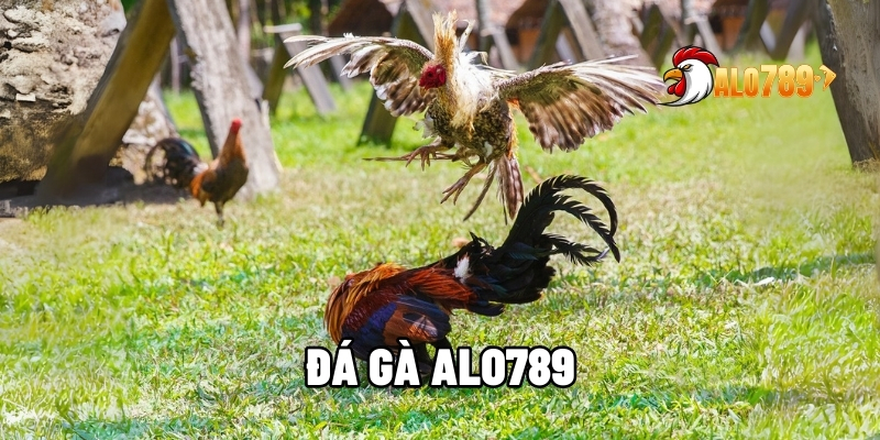 Đá Gà Alo789 - Cược Với Những Giải Thưởng Vô Cùng Hấp Dẫn 1 Giới thiệu đá gà ALO789