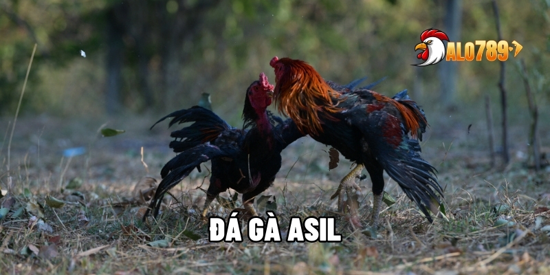 đá gà Asil