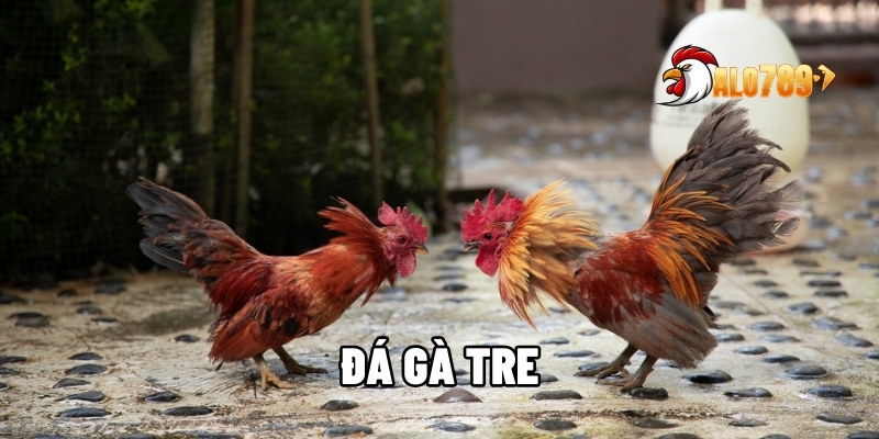 Đá gà tre