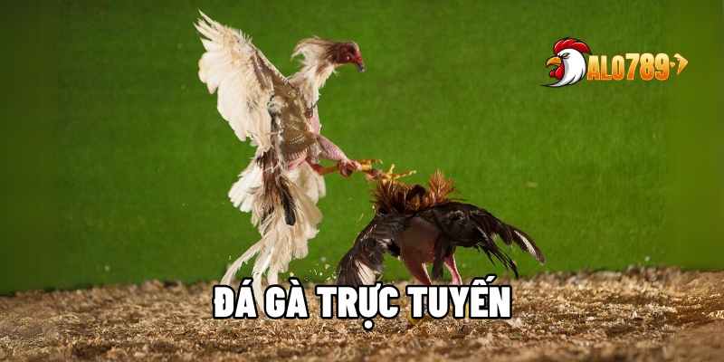đá gà trực tuyến