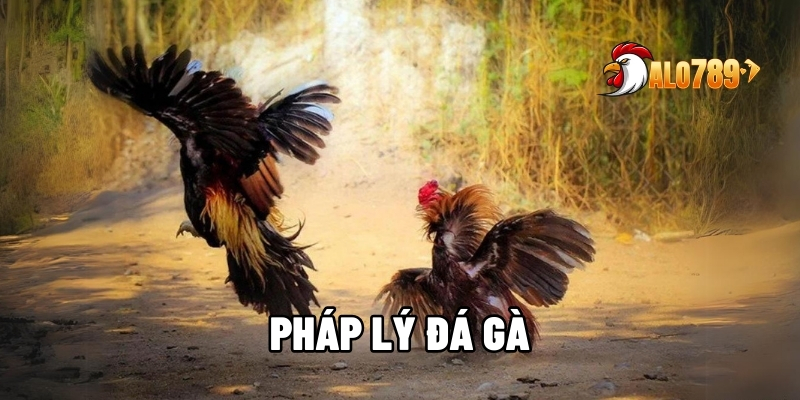 Tìm hiểu về pháp lý đá gà