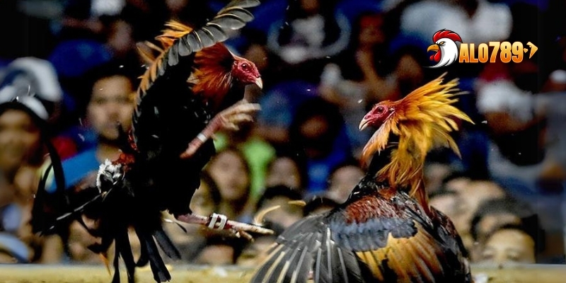 Pháp Lý Đá Gà Trang Alo789 - Những Điều Thú Vị Đằng Sau 4 phap-ly-da-ga-4